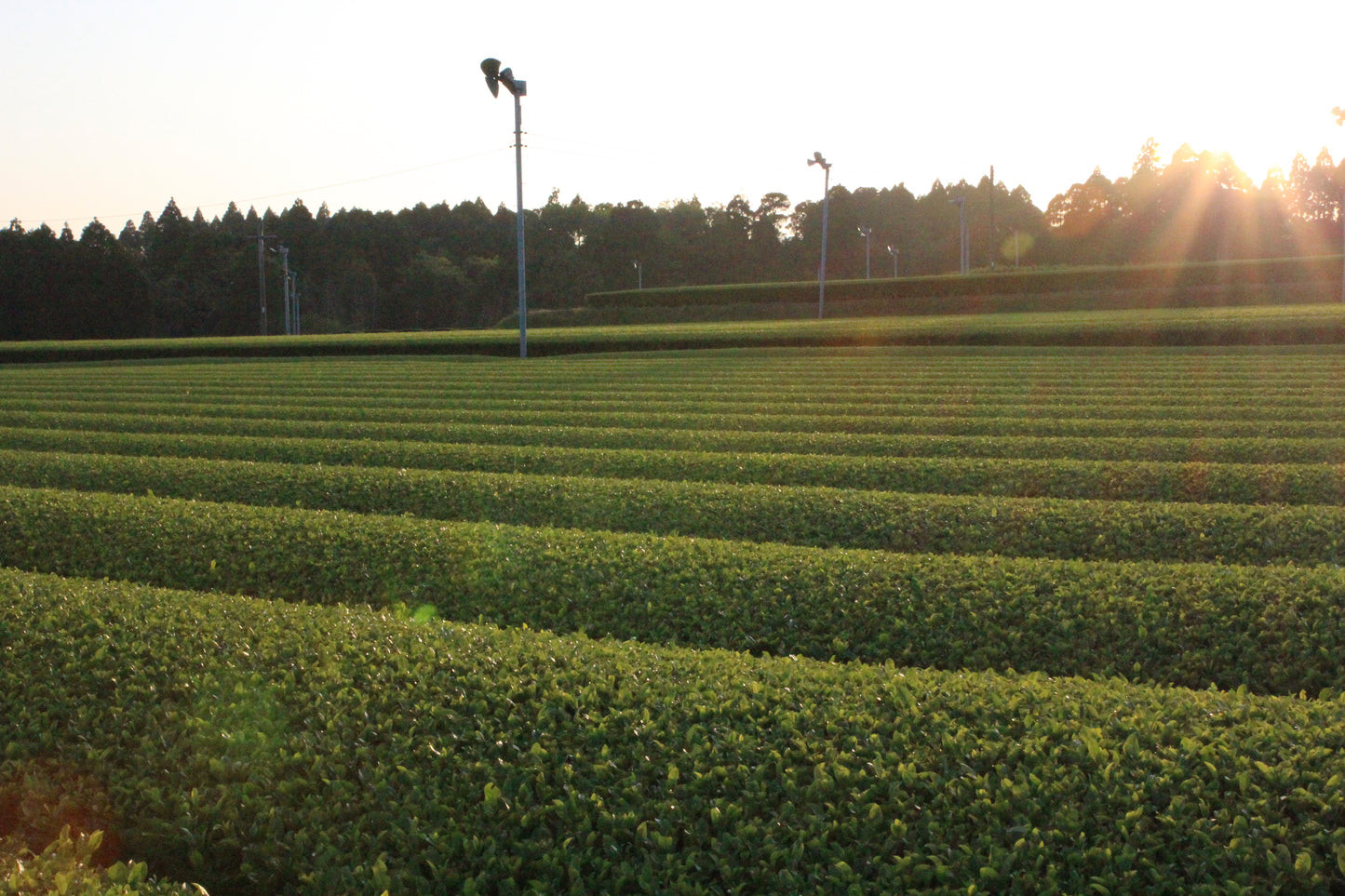 オーガニック　ほうじ茶・抹茶入り玄米茶　袋2本セット