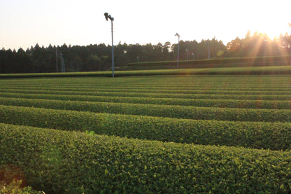 オーガニック　ほうじ茶・抹茶入り玄米茶　袋2本セット